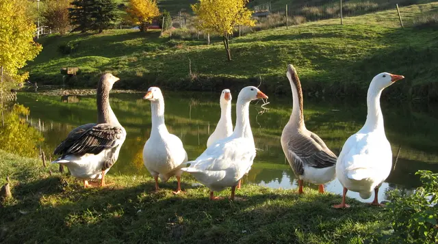 Gänse am Raubühl