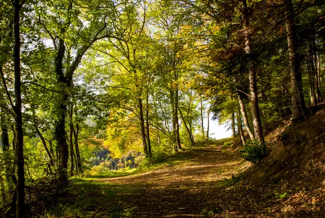 Waldidylle im Pechofen